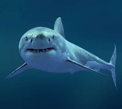 В США на побережье обнаружили замерзших акул. Фото.