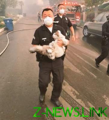 Соцсети растрогало фото кота, спасенного полицией при пожаре. Фото