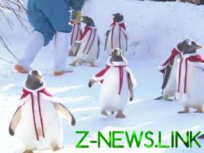 Смешное видео с пингвинами в костюмах Санта-Клаусов взорвало Сеть