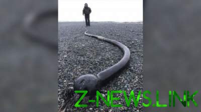 На Чукотке нашли морских водорослей-змей из США