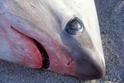 В США на побережье обнаружили замерзших акул. Фото.