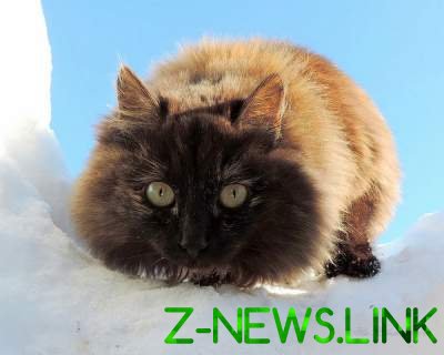 Сибирские кошки стали героями очаровательного фотопроекта. Фото