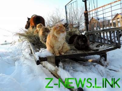 Сибирские кошки стали героями очаровательного фотопроекта. Фото