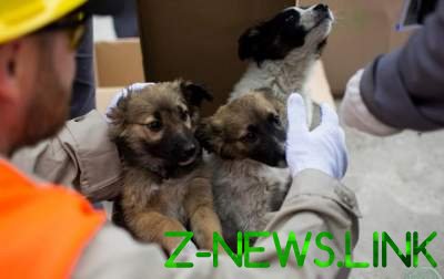 В США приютили чернобыльских щенков. Видео