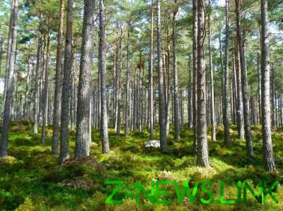 В Украине ужесточили наказание за незаконную вырубку леса