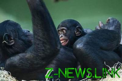 В Таиланде сняли "человеческую" игру шимпанзе с детенышем. Видео