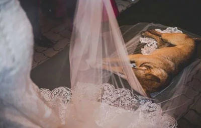 Благословила брак: бездомная собака удобно устроилась на фате невесты