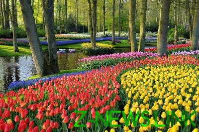 В Сети показали королевский парк цветов. Видео