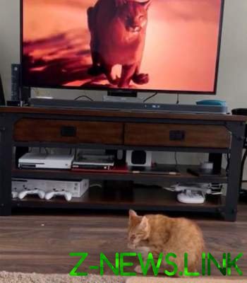 Сеть насмешила реакция кота, увидевшего по телевизору пуму 