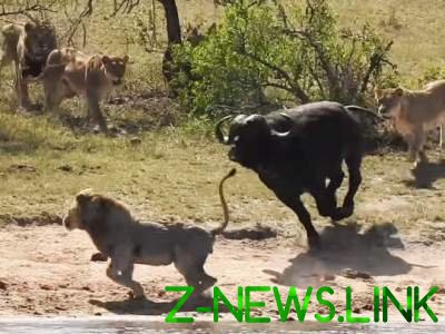 Туристы сняли схватку львов и буйволов в Африке. Видео