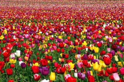 Стало известно, когда зацветут тюльпаны в украинской «мини-Голландии»