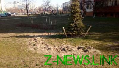 Из киевского сквера за ночь украли десятки деревьев 