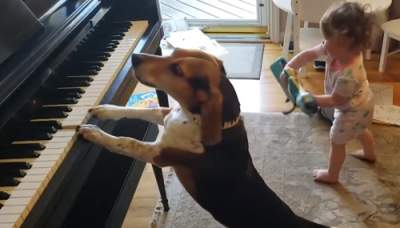Сеть в восторге от собаки, играющей на фортепиано