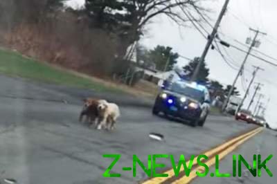 Забавное зрелище: полицейские сопровождали собак на прогулке