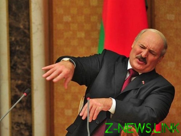 «Ложатся и умирают». В Беларуси дохнут свиньи — от голода