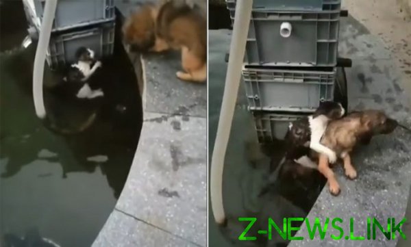 Сеть покорила собака, спасшая котенка из воды