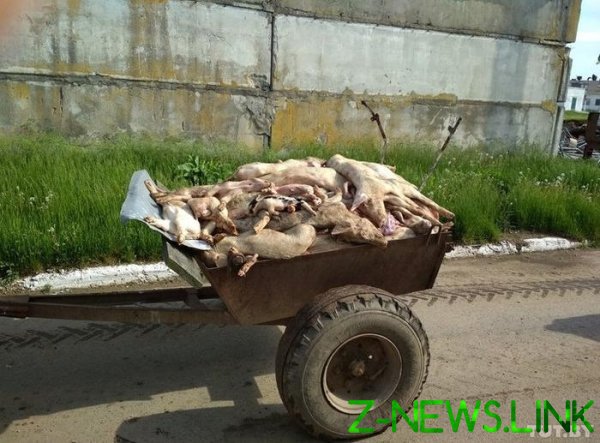 «Ложатся и умирают». В Беларуси дохнут свиньи — от голода