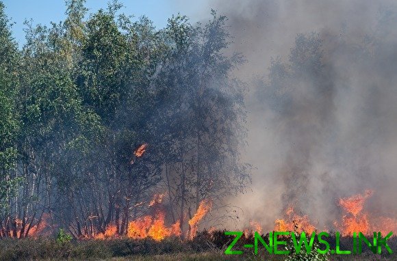 Генпрокуратура: власти регионов искажали данные о масштабных лесных пожарах