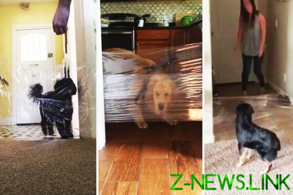 Шутка с собаками и пластиковой плёнкой возмутила общественность