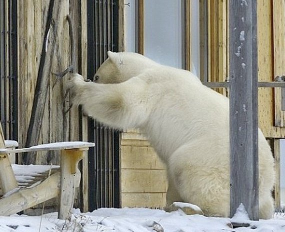 Жителей России ждет нашествие белых медведей