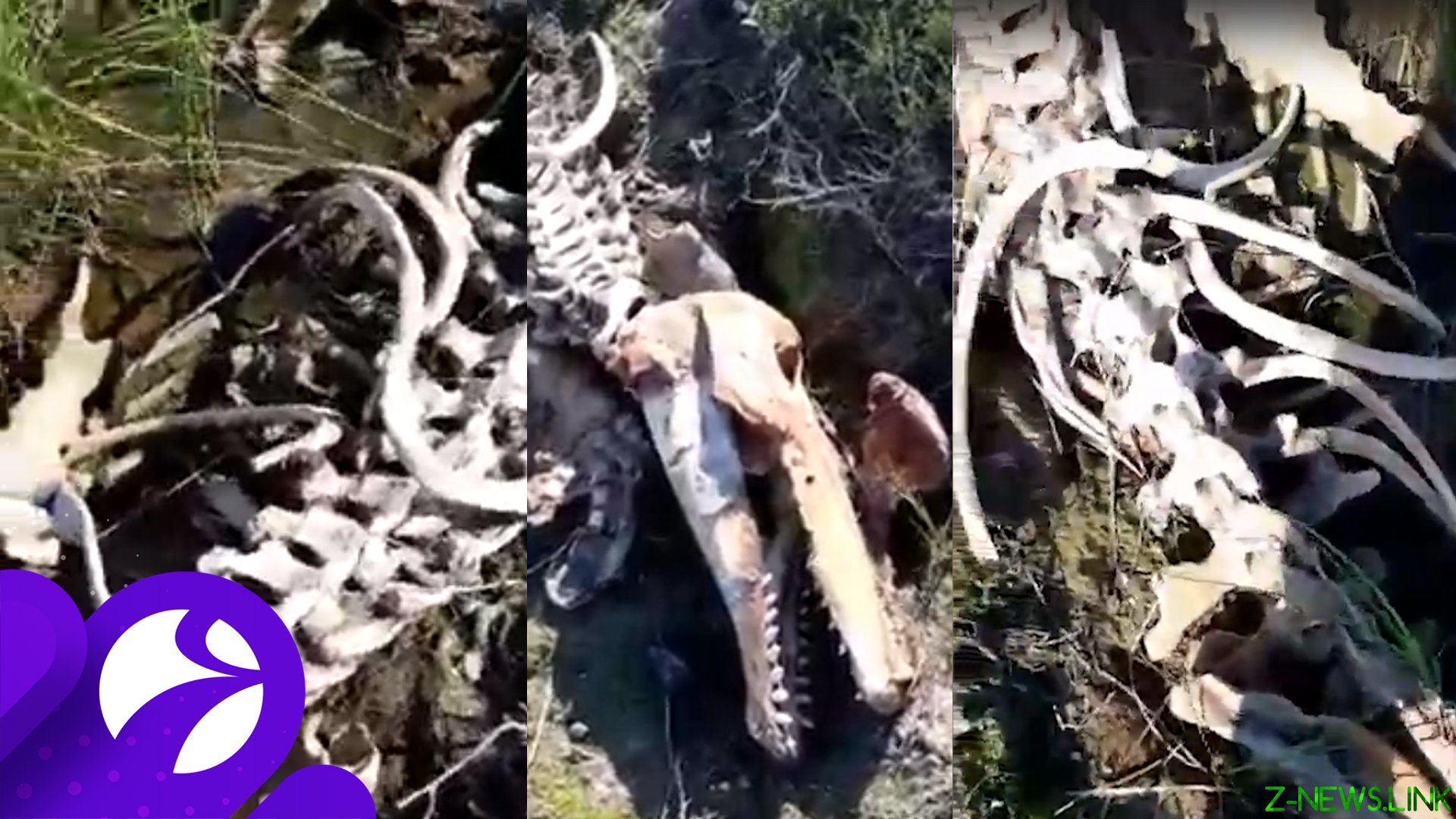 На Ямале нашли скелет гигантского существа